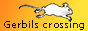 Gerbils crossing