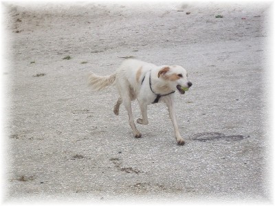 Hund